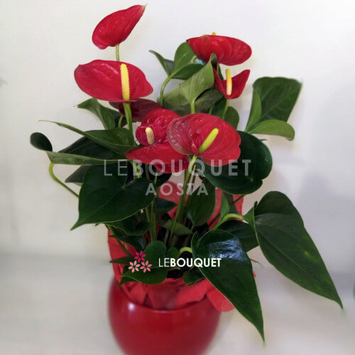 Anthurium rosso in vaso