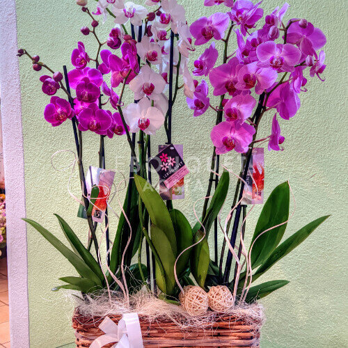 Cesto con orchidee